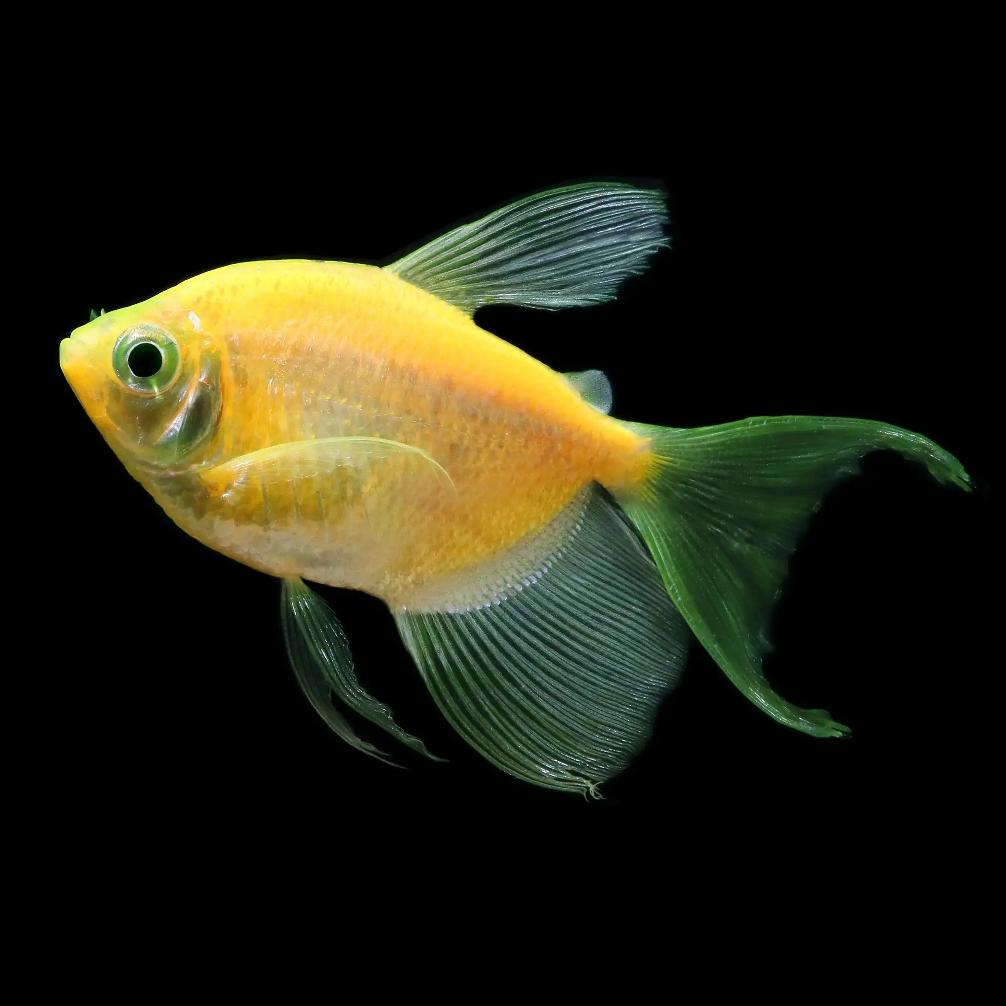 GloFish, Sunburst Orange Longfin Tetra